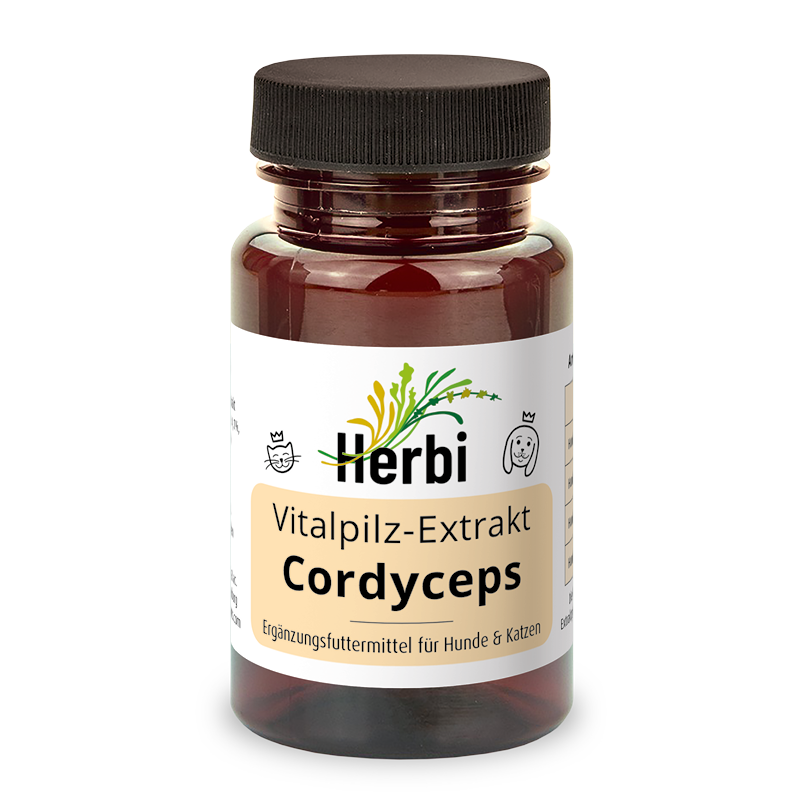 CORDYCEPS Vitalpilzextrakt