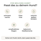 Passt das Magenbalance-Set zu deinem Hund? Schmatzt nachts, frisst Gras, erbricht gelben Schleim